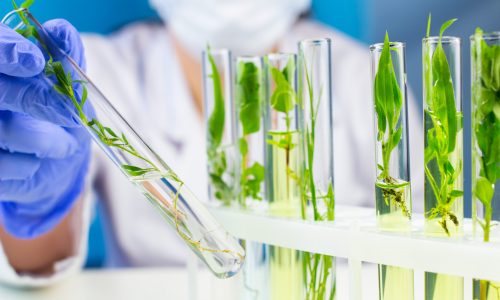 Scientist hold test tube with plant inside in laboratory. Scientist hold test tube with plant inside in laboratory.